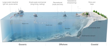 Corte transversal del océano con barcos y artes de pesca clasificadas en zonas oceánica, de alta mar y costera, junto a varias especies de peces