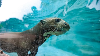 Lobos marinos y pingüinos de