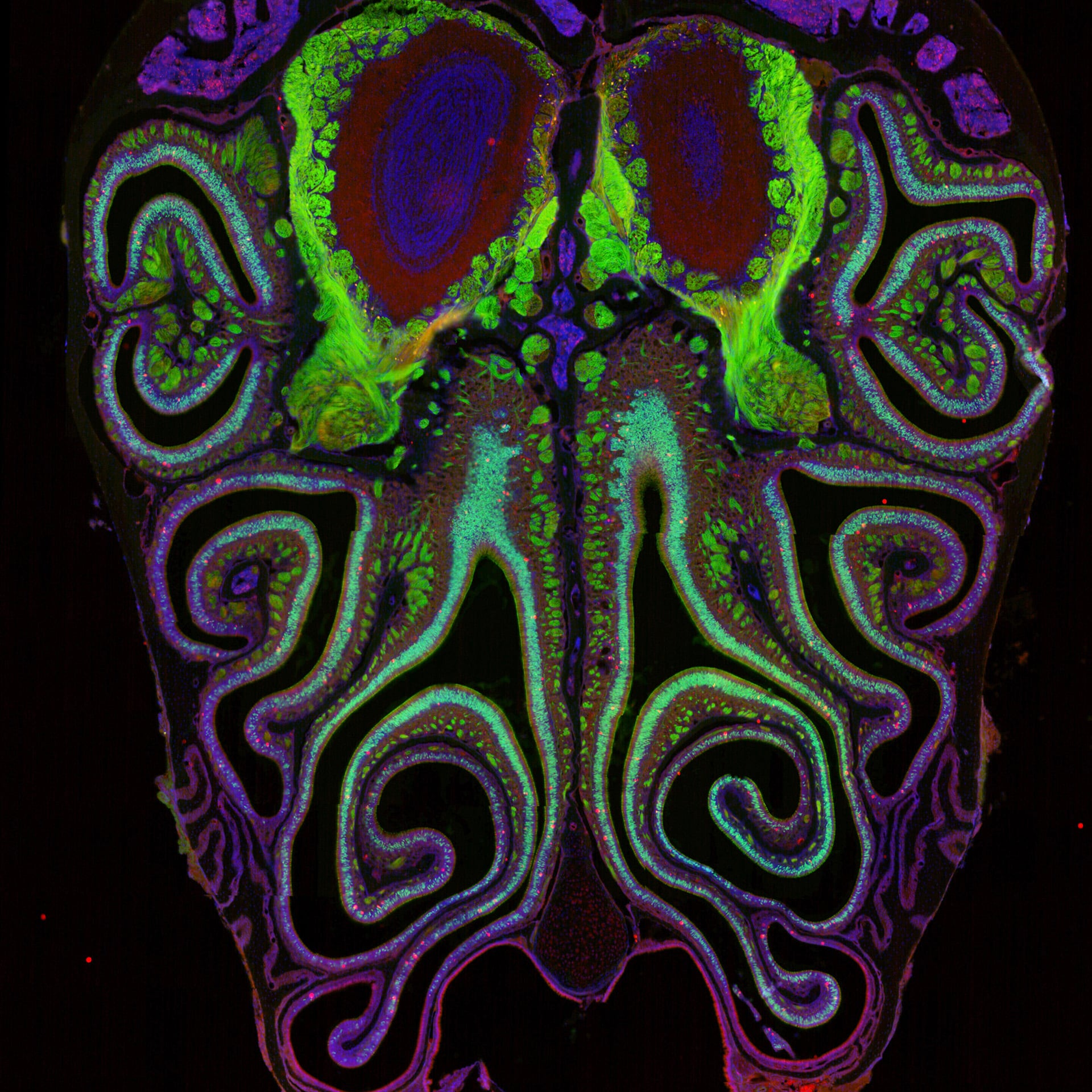 Las neuronas olfativas se distribuyen en franjas horizontales superpuestas según el tipo de receptor que expresan, desde la parte superior hasta la inferior de la nariz (Laboratorio Datta)