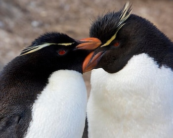 El éxito reproductivo de la