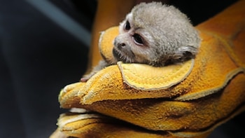 Rescatan a cría de mono