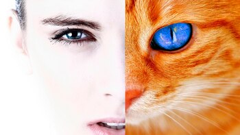 Existen 3 diferencias esenciales entre