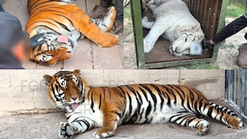 Tigres, un lince y caballos: el hallazgo de la FGR en Durango tras un reporte de personas armadas y animales exóticos