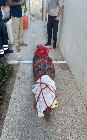 La operación de captura duró