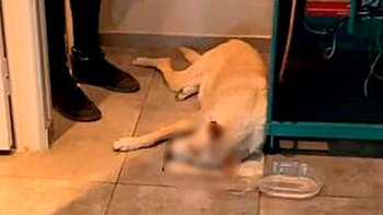 La actitud del hombre generó