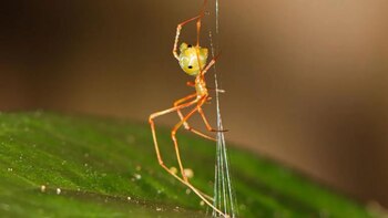 Descubren en Australia una araña que utiliza una trampa de resorte para capturar a sus presas