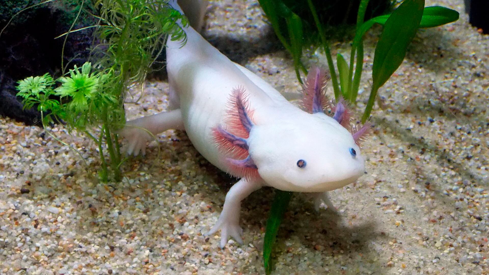 El ajolote puede formar extremidades nuevas tras una lesión (Pixabay)