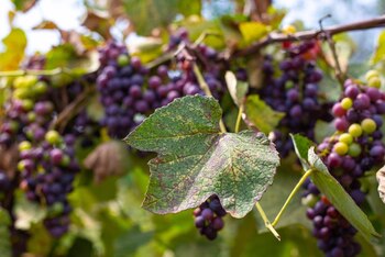 El análisis de 1076 compuestos