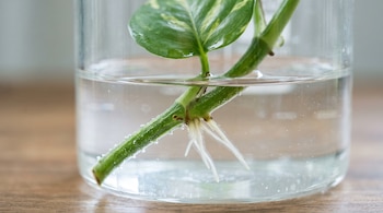 Tallo y hoja de una planta en un frasco de vidrio con agua, con pequeñas raíces blancas y burbujas visibles en la parte sumergida.