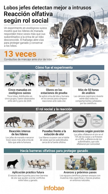 Infografía sobre lobos líderes detectando intrusos por olor, incluye ilustraciones de lobos, orina en cubos, cámaras de seguridad, mapa, ovejas y científicos.