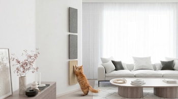 Gato naranja de pie sobre patas traseras rascando un poste de sisal beige en una pared blanca. Se ven un sofá blanco, mesa de centro y cortinas claras.