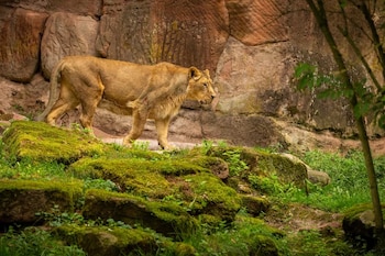 Leona caminando hacia la derecha sobre rocas con musgo verde frente a una pared de piedra