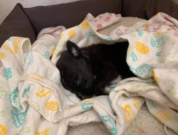 Otra mascota que el acusado