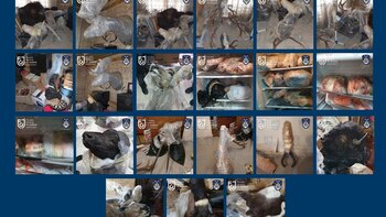 Hallan piezas de animales disecados