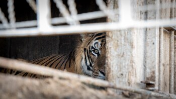 LiosSrok es un hogar para