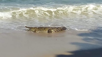 Dos días después de que apareció el cocodrilo muerto, otro sorprendió a los turistas en la playa.