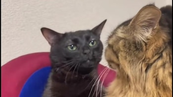 Este es el origen del