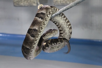 Las autoridades monterianas emitieron recomendaciones