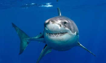 Great white shark (Carcharodon carcharias) underwater, Guadalupe Island, Mexico (North Pacific)