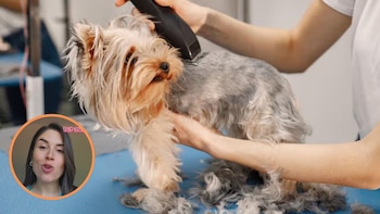 María, veterinaria: “El pelo bien cuidado protege del calor a tu perro”