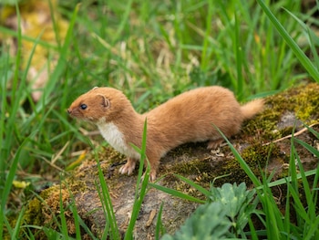 Imagen YXLKGGD5IRH3JMGJ74JXENNAKE