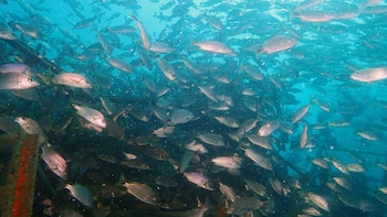 Hasta ahora se han colocado