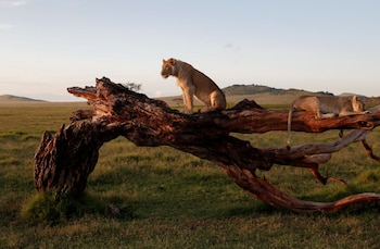 La población de leones silvestres es de solo 23.000 ejemplares, una cifra muy inferior a la creencia popular (REUTERS/Thomas Mukoya)