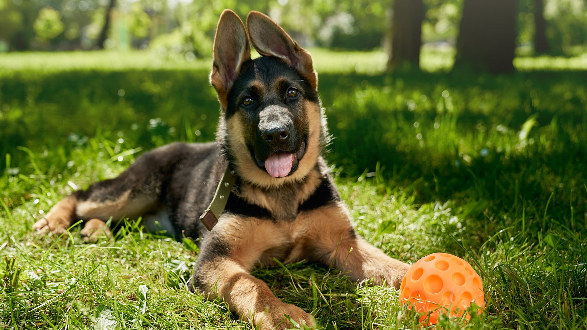 El ejercicio regular y una rutina constante contribuyen a la longevidad canina y ayudan a prevenir enfermedades asociadas al sobrepeso en perros (Freepik)