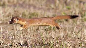 Este pequeño mamífero desempeña un