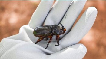 Una plaga de escarabajos rinoceronte