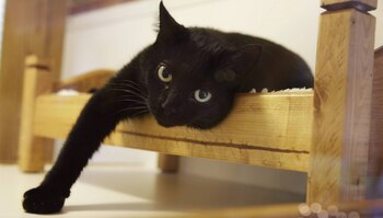 Los gatos negros eran considerado