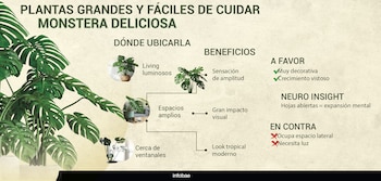 INFOGRAFIAS PLANTAS LIVING DECO