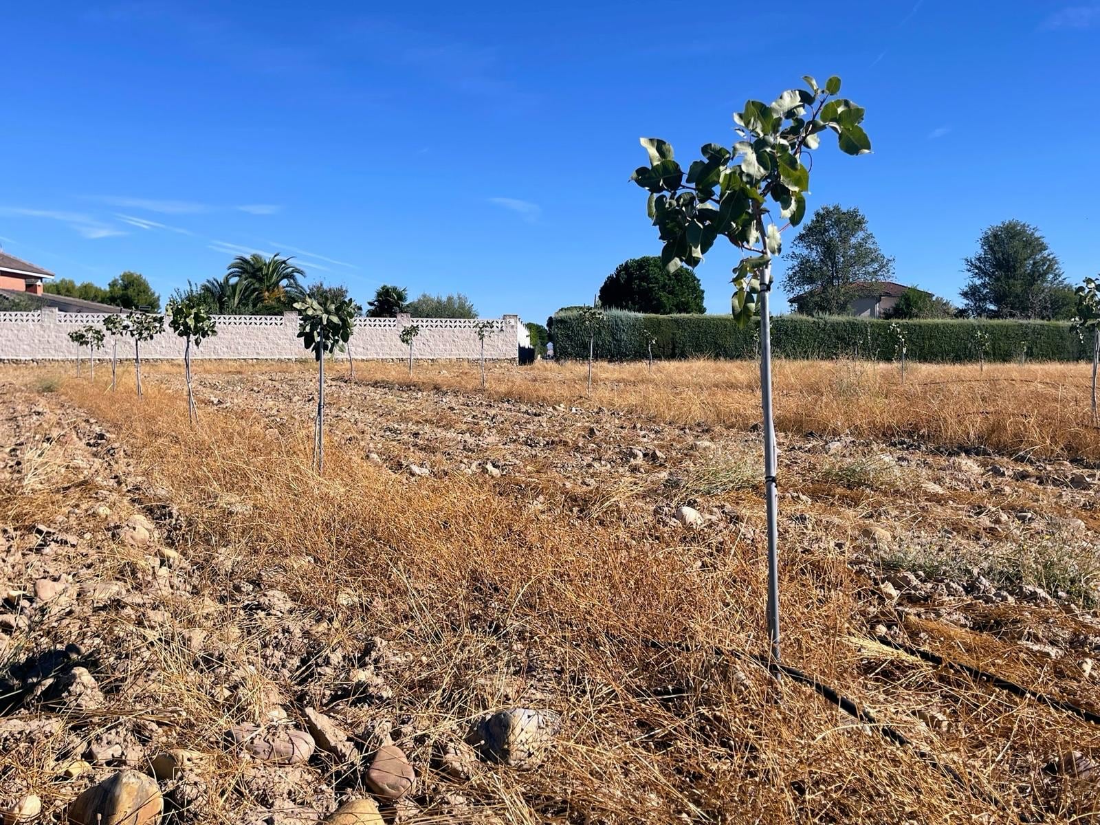 Algunos de los cultivos de pistachos que hay en Valdetorres de Jarama