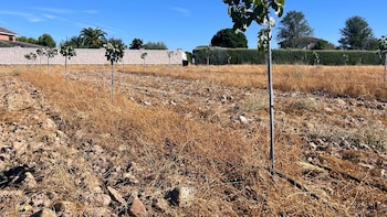 Una empresa tala 370 árboles junto al río Jarama para seguir ampliando la mayor pistachera de Madrid: “La Comunidad lo permite mientras multan al Ayuntamiento”
