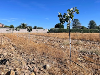 Algunos de los cultivos de pistachos que hay en Valdetorres de Jarama