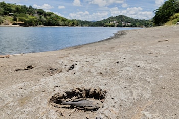 Estados Unidos oficializó una declaración de desastre por sequía en Puerto Rico para mitigar los daños en 26 municipios de la isla (AP Foto/Alejandro Granadillo)