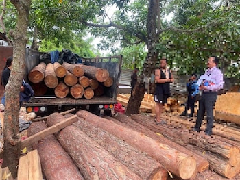 Un total de siete personas resultaron detenidas por el corte y transporte ilegal de productos forestales.