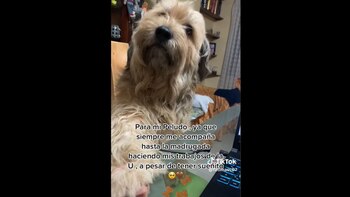 Perrito se vuelve viral por