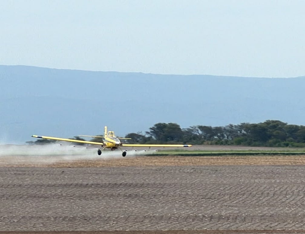 Langostas: aviones y drones superaron el 88% de calidad de aplicación en pruebas del SENASA