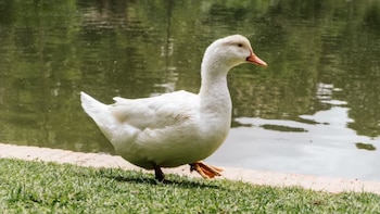 Bogotana que se hizo viral