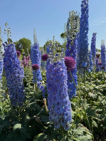 Primer plano de un campo de altas flores azules y moradas con forma de espiga y esféricas bajo un cielo azul despejado, con follaje verde oscuro