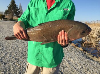 nvestigaciones con otolitos revelan edades