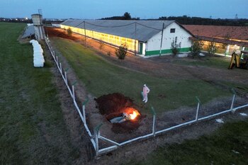 Brasil confirmó un brote de