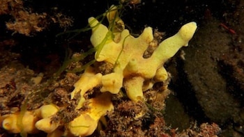 Descubren una esponja marina que se alimenta de sus bacterias durante el periodo reproductivo