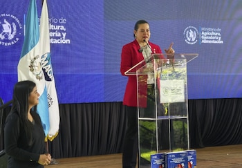 Guatemala registró una cosecha favorable de maíz comercial en Petén y la Franja Transversal del Norte pese al clima adverso.