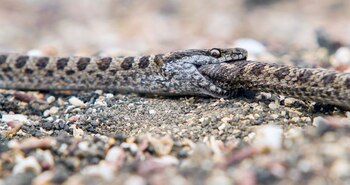 Un intento de heterocanibalismo entre