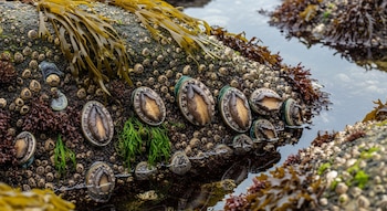 La captura, posesión o venta