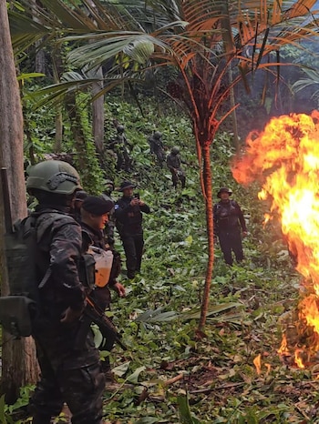 Ejército y agentes antinarcóticos erradican más de 46 mil matas de coca en Guatemala