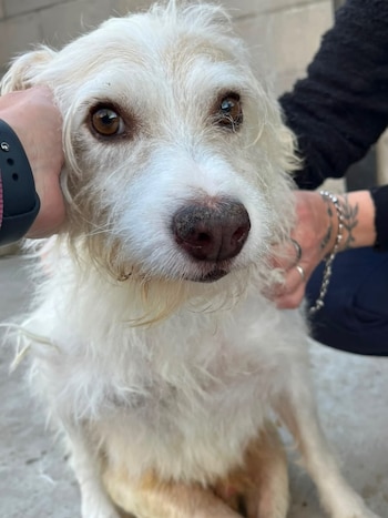 Tras la adopción de siete de los perros del empresario, Tony continúa a la espera de una familia que le de una segunda oportunidad en su hogar