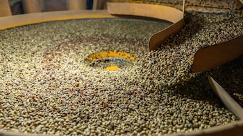 Así se produce el café que llega a millones de hogares: drones, IA y nuevas prácticas en el campo
